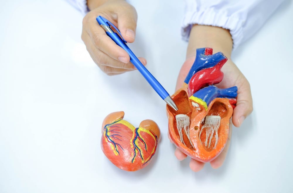 heart-valve-disease heart valve disease